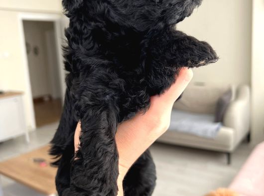 Silver Poodle Yavrular görsel