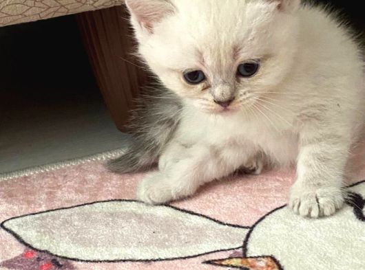 Oyuncu Tatlı Cins Yavrularım görsel