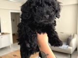 Silver Poodle Yavrular
