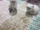 Aşırı Güzel Cins Uzun Ve Kısa Tüylü Yavrularım