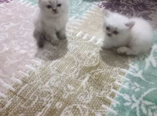 Aşırı Güzel Cins Uzun Ve Kısa Tüylü Yavrularım görsel