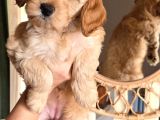 Cockapoo 2 Aylık Yavrular