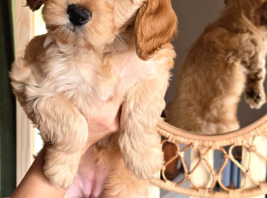 Cockapoo 2 Aylık Yavrular görsel