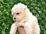 Maltese Terrier