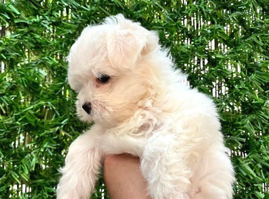 Maltese Terrier görsel
