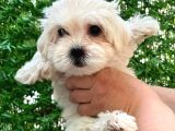 Maltese Terrier