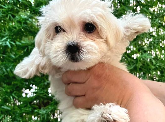 Maltese Terrier görsel