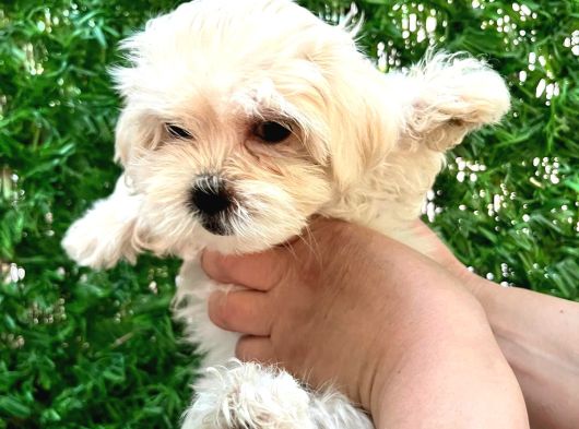 Maltese Terrier görsel