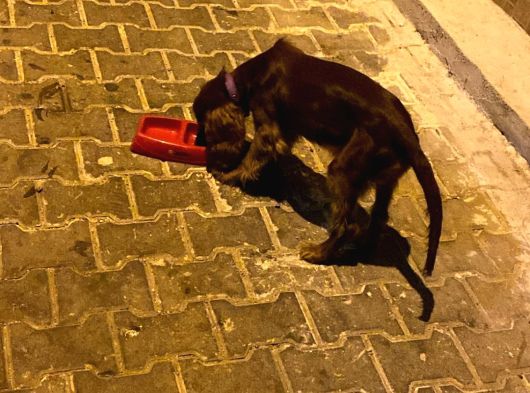 Scr Li Irk Garantili Insan Canlısı Oyıncu Cocker görsel
