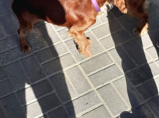 Scr Li Irk Garantili Insan Canlısı Oyıncu Cocker görsel