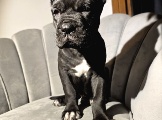 Daha Iyisi Yok Blue Ve Siyah Renk Cane Corso görsel