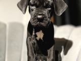 Daha Iyisi Yok Blue Ve Siyah Renk Cane Corso