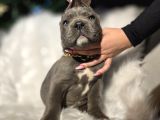 Daha Iyisi Yok Blue Ve Siyah Renk Cane Corso