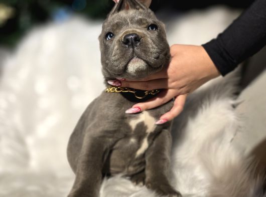 Daha Iyisi Yok Blue Ve Siyah Renk Cane Corso görsel