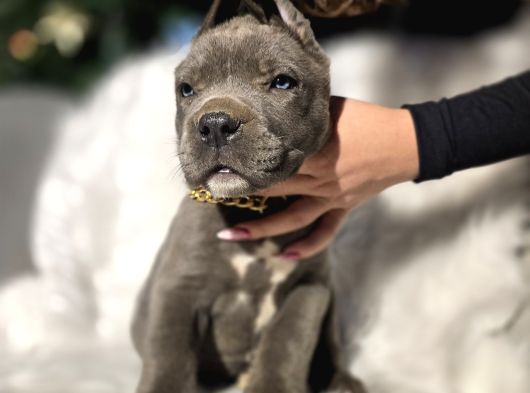 Daha Iyisi Yok Blue Ve Siyah Renk Cane Corso