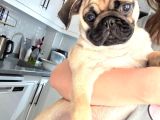5 Aylık Pug