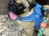 5 aylık pug