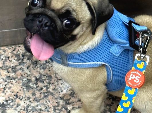 5 Aylık Pug