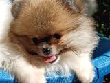 Pomerian Boo Partycolours