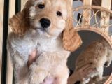 Cockapoo 2 aylık yavrular