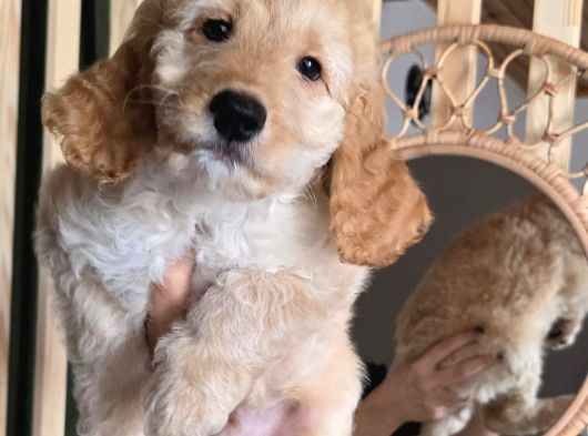 Cockapoo 2 Aylık Yavrular