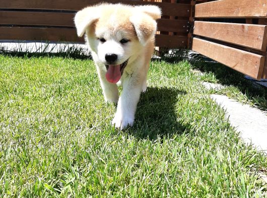 Japon Aki̇ta Inu Yavrulari̇ İstanbul görsel