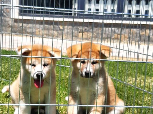 Japon Aki̇ta Inu Yavrulari̇ İstanbul görsel