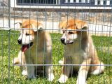 Japon Aki̇ta Inu Yavrulari̇ İstanbul