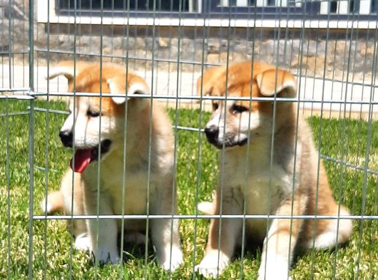 Japon Aki̇ta Inu Yavrulari̇ İstanbul görsel
