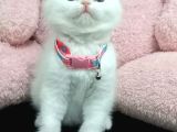 Top Surat Mi̇nnoşum Tesli̇me Hazir