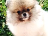 Pomerian Boo Partycolours