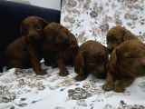 Toy Poodle