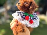 Kore Poodle Dişi Teacup Yavrumuz