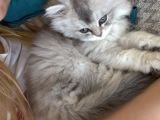 2 Aylık Bebek British Longhair