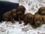 Toy Poodle