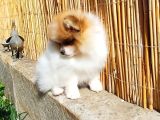 Pomerian Boo Partycolours