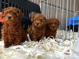 Red Brown Poodle Yavrulari̇ Si̇zleri̇ Bekli̇yor