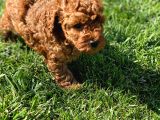 Muhteşem Toy Poodle Yavrulari İstanbul