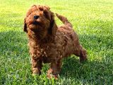 Muhteşem Toy Poodle Yavrulari İstanbul