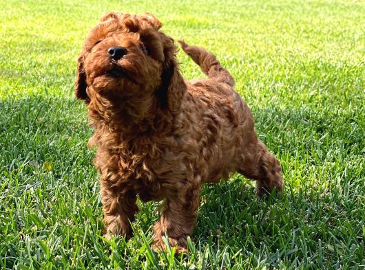 Muhteşem Toy Poodle Yavrulari İstanbul görsel