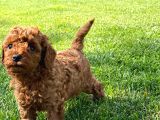 Muhteşem Toy Poodle Yavrulari İstanbul