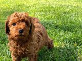 MUHTEŞEM TOY POODLE YAVRULARI İSTANBUL