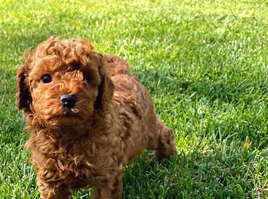 MUHTEŞEM TOY POODLE YAVRULARI İSTANBUL