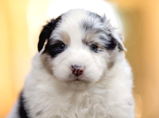 Avustralya Çoban Köpeği Yavruları görsel