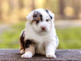 Avustralya Çoban Köpeği Yavruları