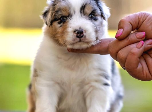 Avustralya Çoban Köpeği Yavruları görsel