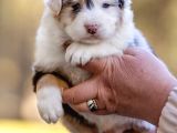 Avustralya Çoban Köpeği Yavruları