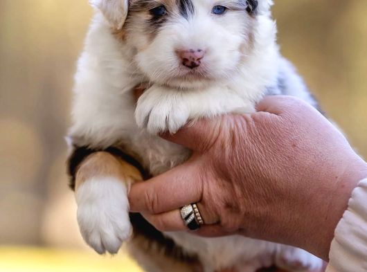 Avustralya Çoban Köpeği Yavruları görsel