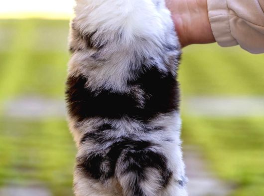 Avustralya Çoban Köpeği Yavruları görsel