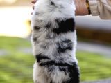 Avustralya Çoban Köpeği Yavruları